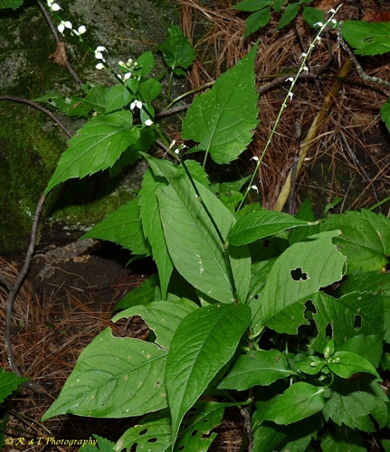 {Persicaria virginiana}
